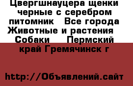 Цвергшнауцера щенки черные с серебром питомник - Все города Животные и растения » Собаки   . Пермский край,Гремячинск г.